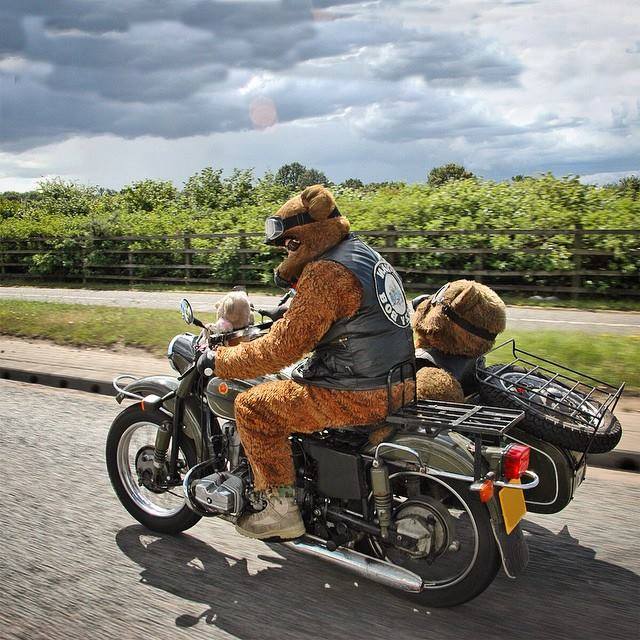 Bearly riding.jpg