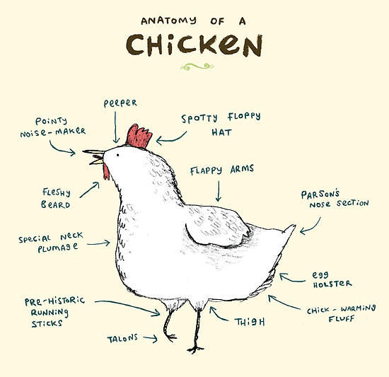 Anatomy-of-a-chicken-for-kids.jpg