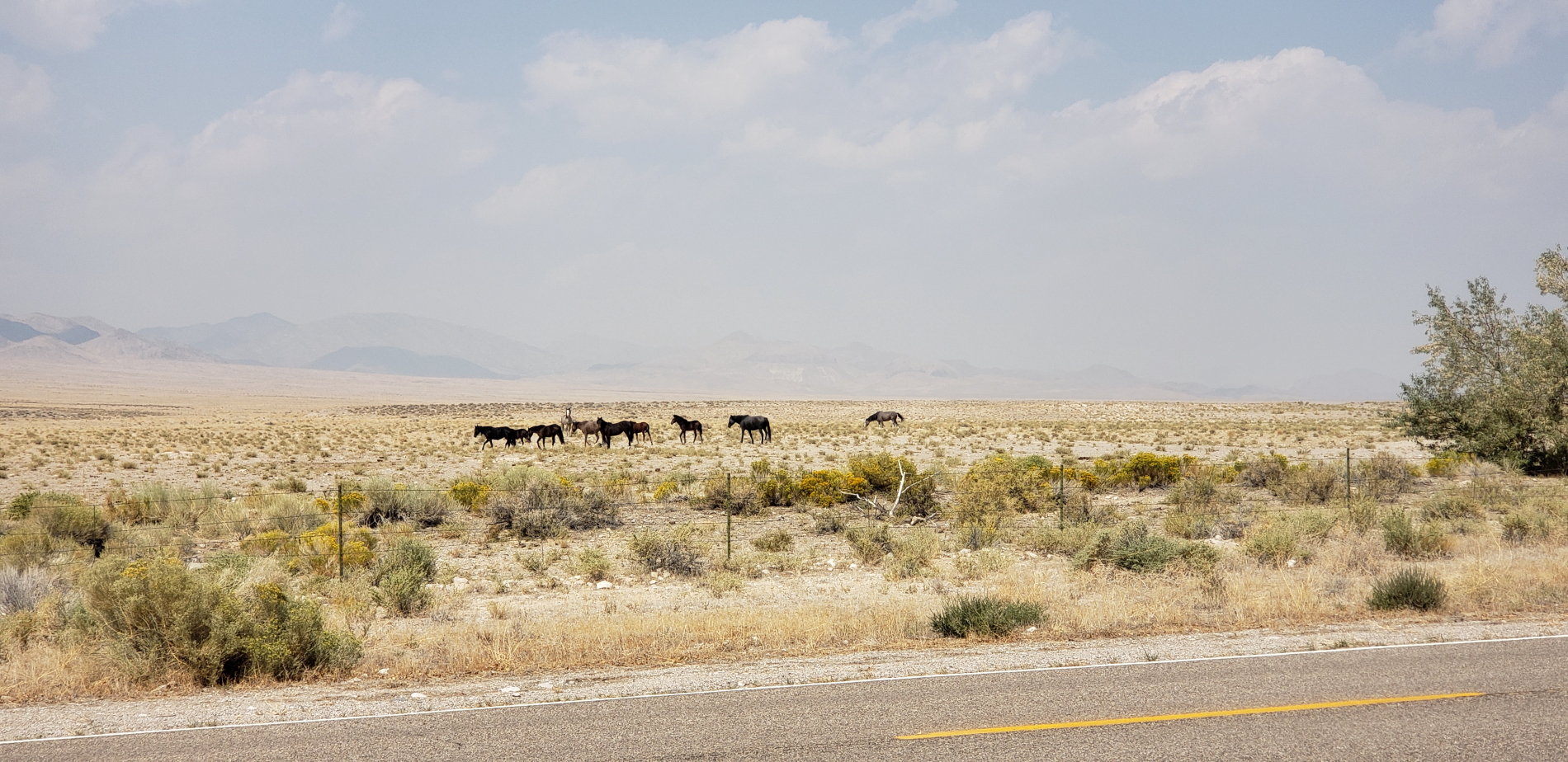 Wild horses in Nevada, at least they seemed wild to me :)