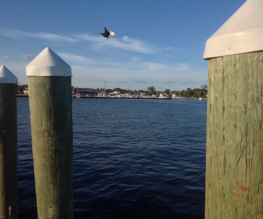 Where...the Birds are