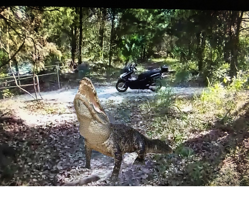 gator.jpg