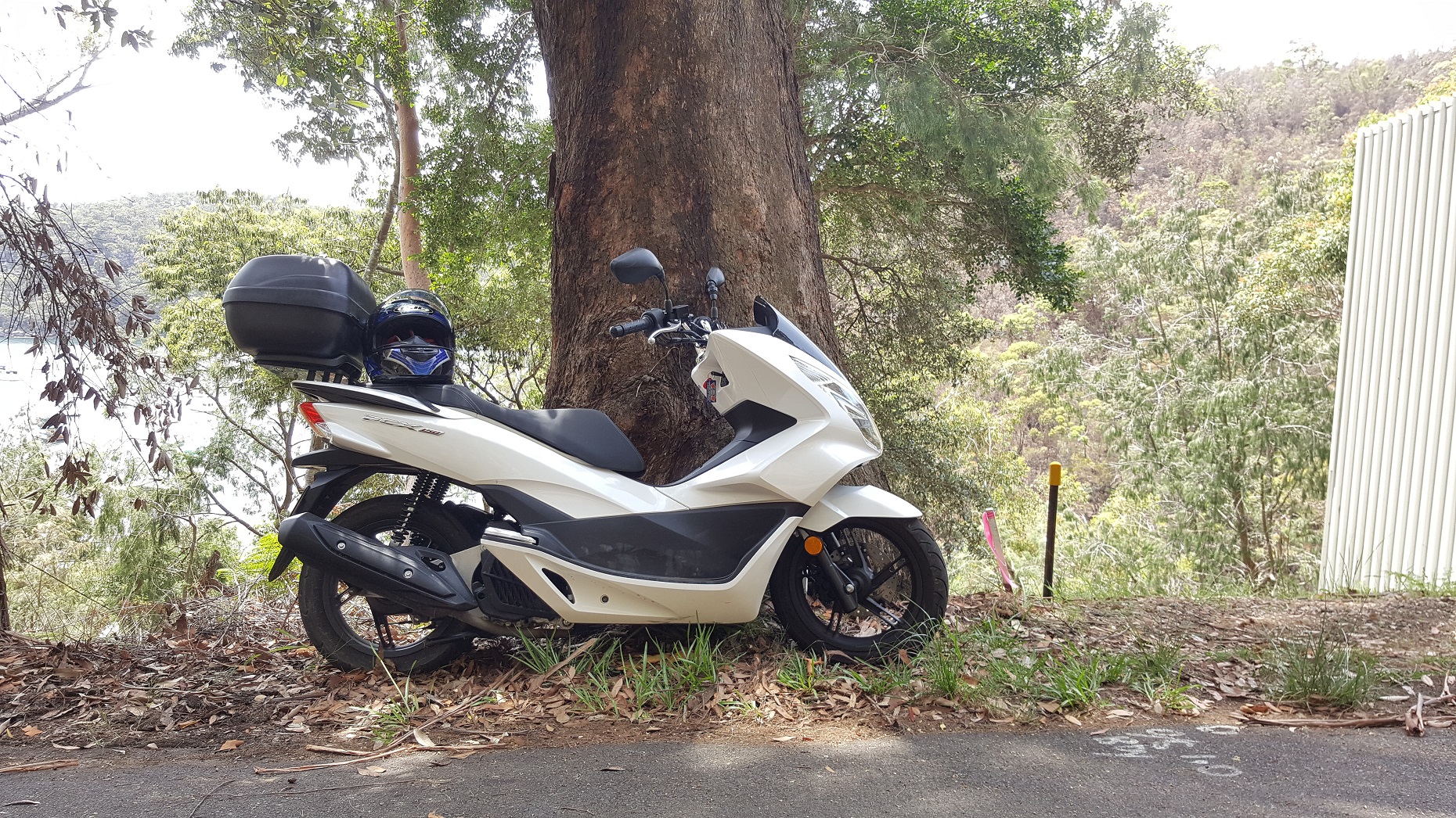 leaning on a tree