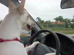 KaylaDriving.jpg