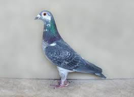 pigeon.jpg