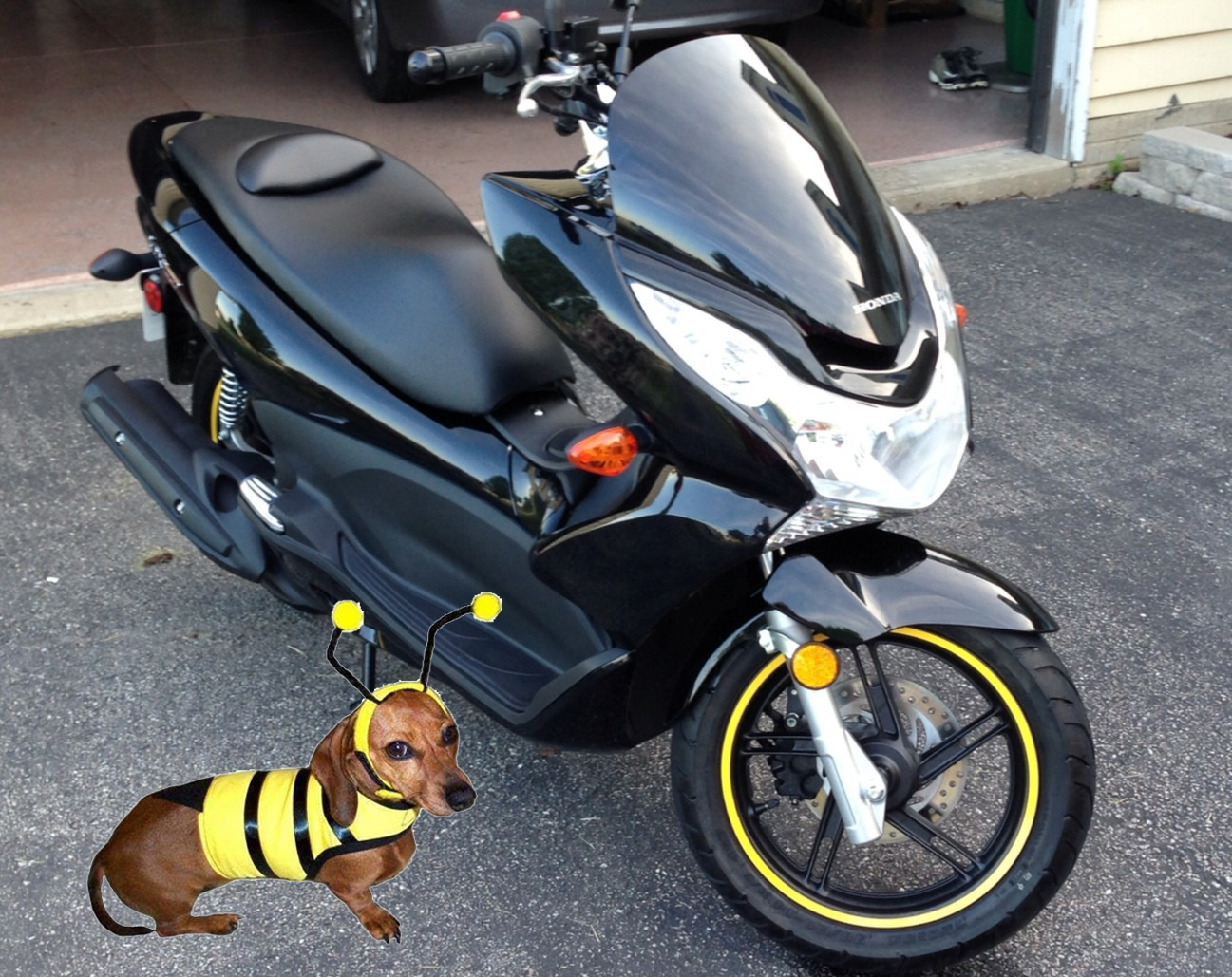 Black Bumble Bee PCX and dog.jpg