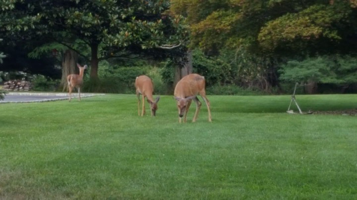 No Fear Deer