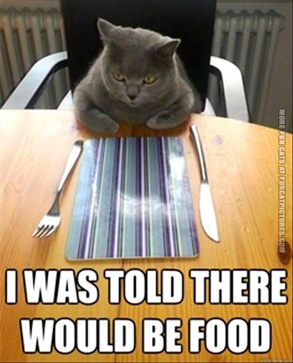 funny-cat-pics-i-was-told-there-would-be-food.jpg