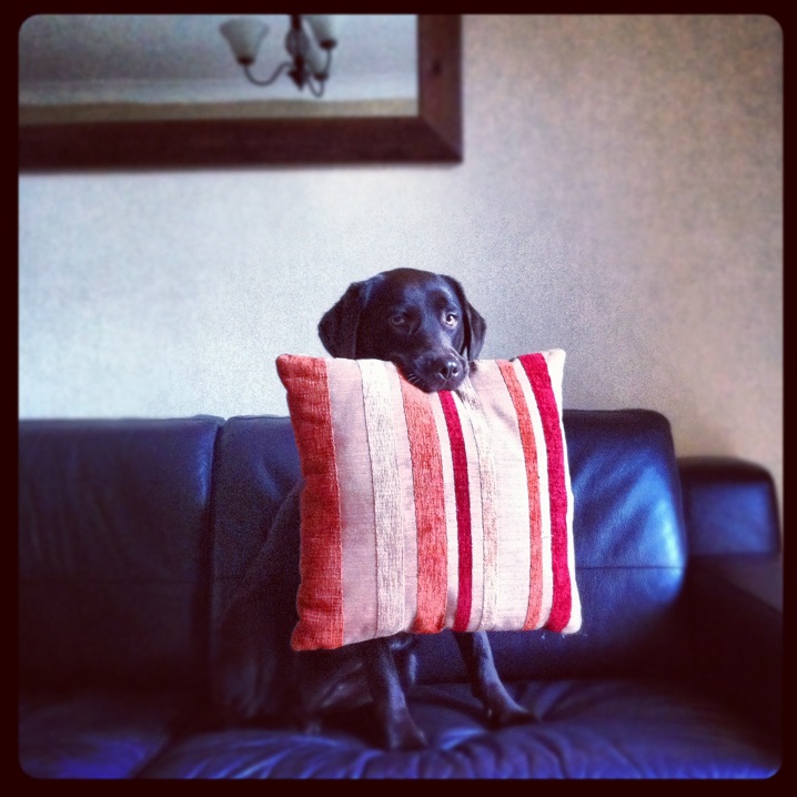 she has a favourite cushion as well..... (not spoilt or anything, honest...)