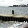 pier_tree.jpg
