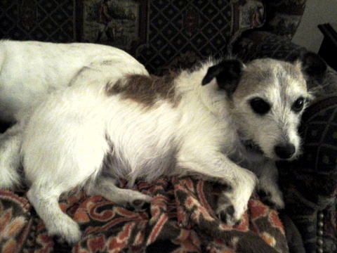 Miss Pepper.jpg