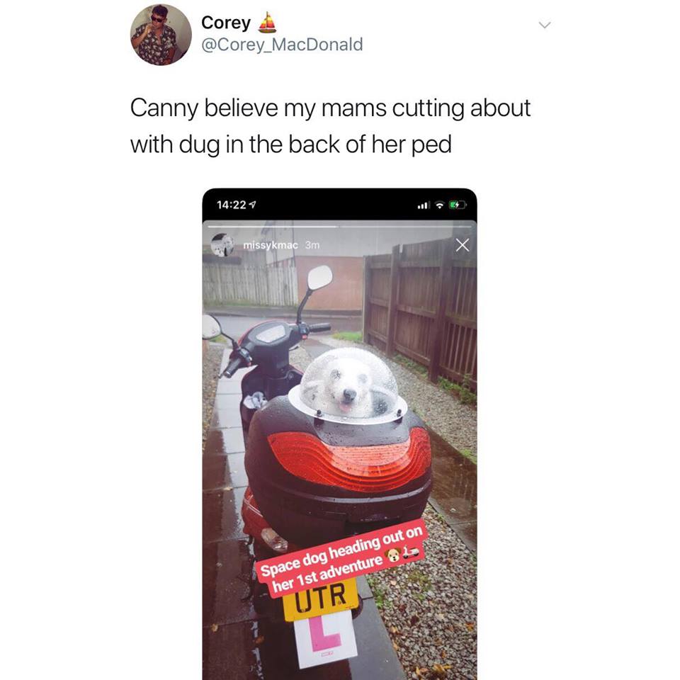 TopDog.jpg