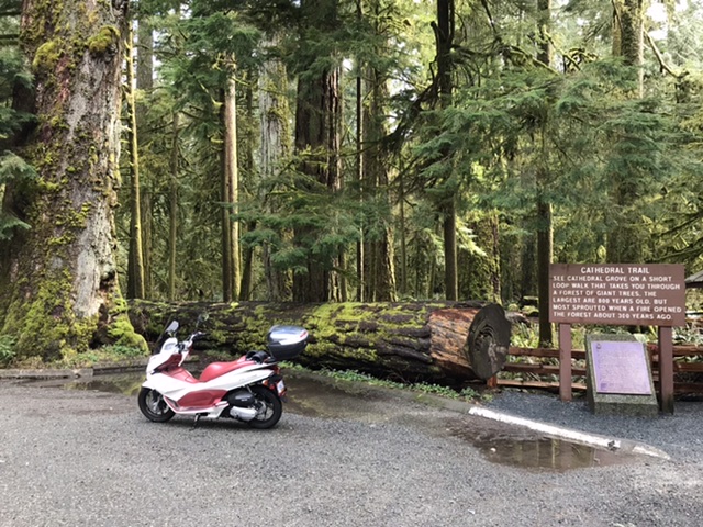 Cathedral Grove forest on the way to Port Alberni, BC