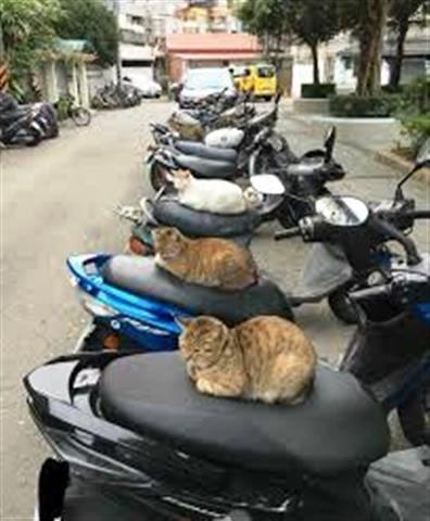 cats (Small).jpg