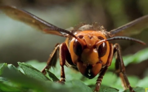 an actual murder hornet