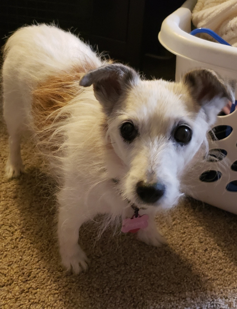 Pepper by clothes basket.jpg