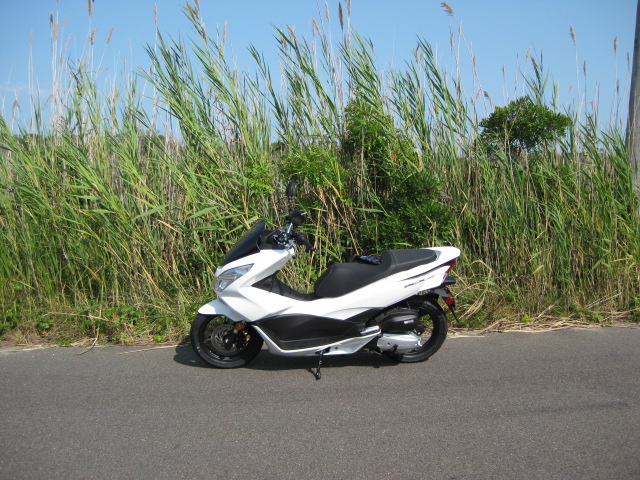 Sitting Purdy Among the Reeds (Weeds haha)