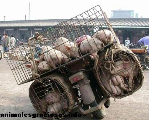 Copy of fun mc transportar-cerdos-en-moto-4.jpg